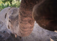  Animals Elephants d'Asie en Thailande