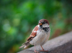  Animals Moineau en Solvénie