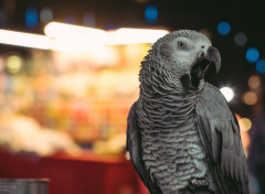  Animals Perroquets au Night market à Taiwan