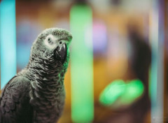  Animals Perroquets au Night market à Taiwan