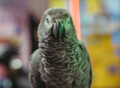  Animaux Perroquets au Night market à Taiwan