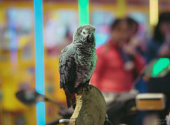  Animaux Perroquets au Night market à Taiwan