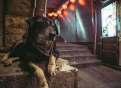  Animaux Chien dans les rues de Jioufen, Taiwan