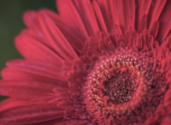  Nature Macro de fleur colorée