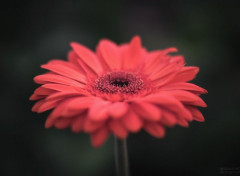  Nature Macro de fleur colorée