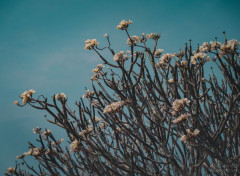  Nature Arbre en fleurs, bleu et blanc