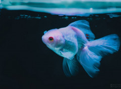  Animals Poisson d'aquarium