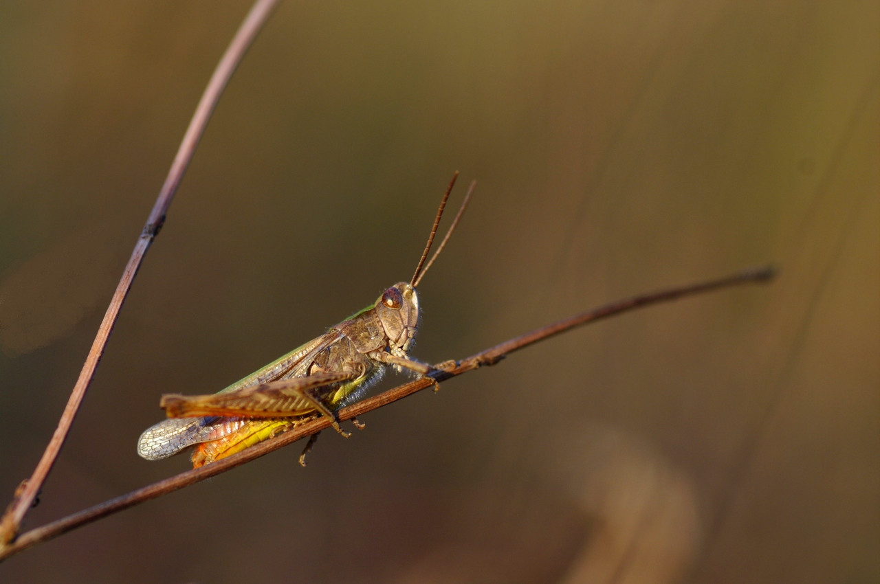 Wallpapers Animals Insects - Grasshoppers and Locusts 