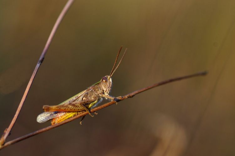 Wallpapers Animals Insects - Grasshoppers and Locusts Wallpaper N480082