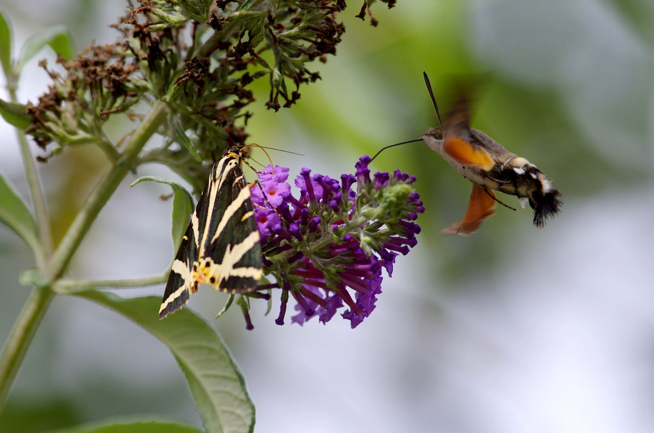 Fonds d'cran Animaux Insectes - Papillons 