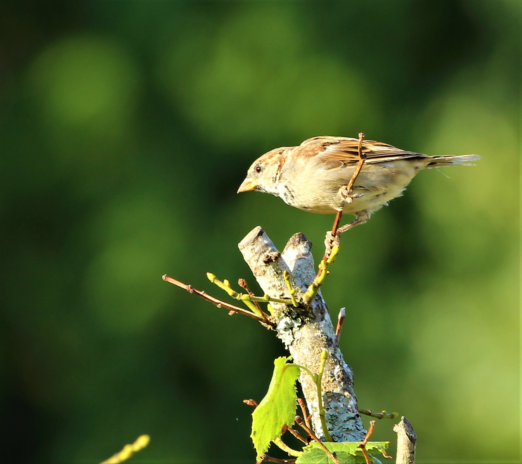 Wallpapers Animals Birds - Misc 