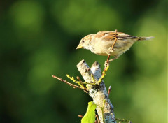  Animaux Image sans titre N480155