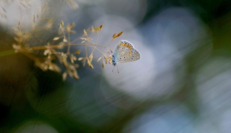 Fonds d'cran Animaux Insectes - Papillons Wallpaper N480253