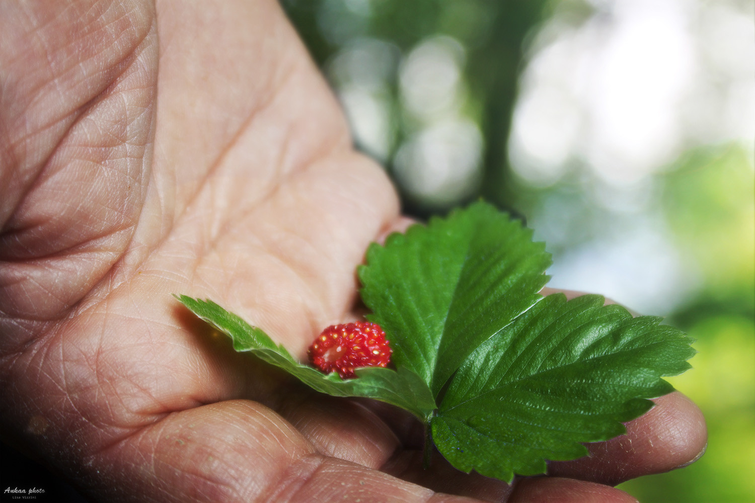 Wallpapers Nature Fruits Jouvence