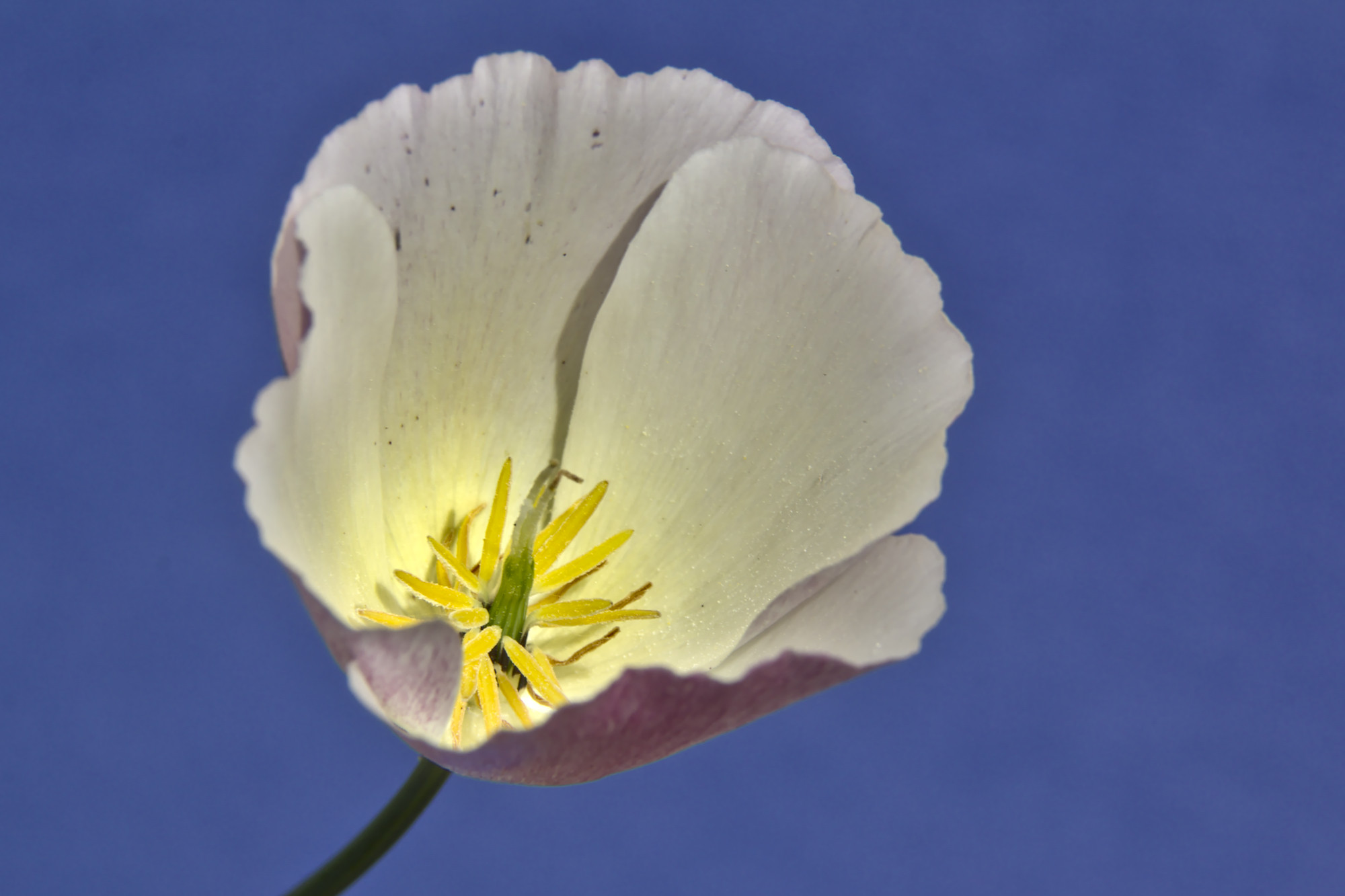 Fonds d'cran Nature Fleurs 