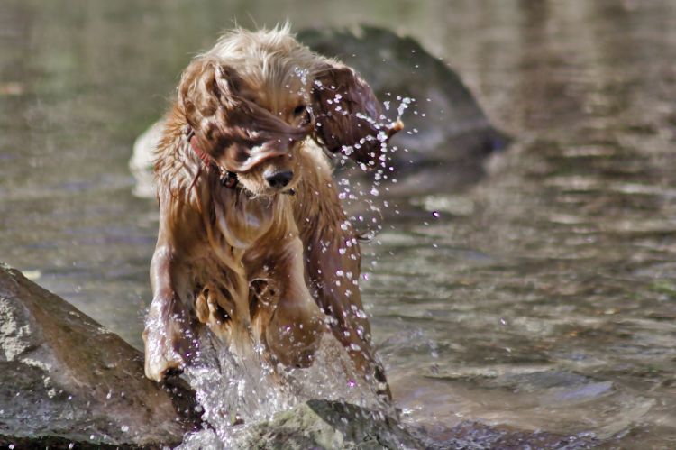 Fonds d'cran Animaux Chiens jeu dans l'eau