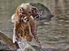  Animaux jeu dans l'eau