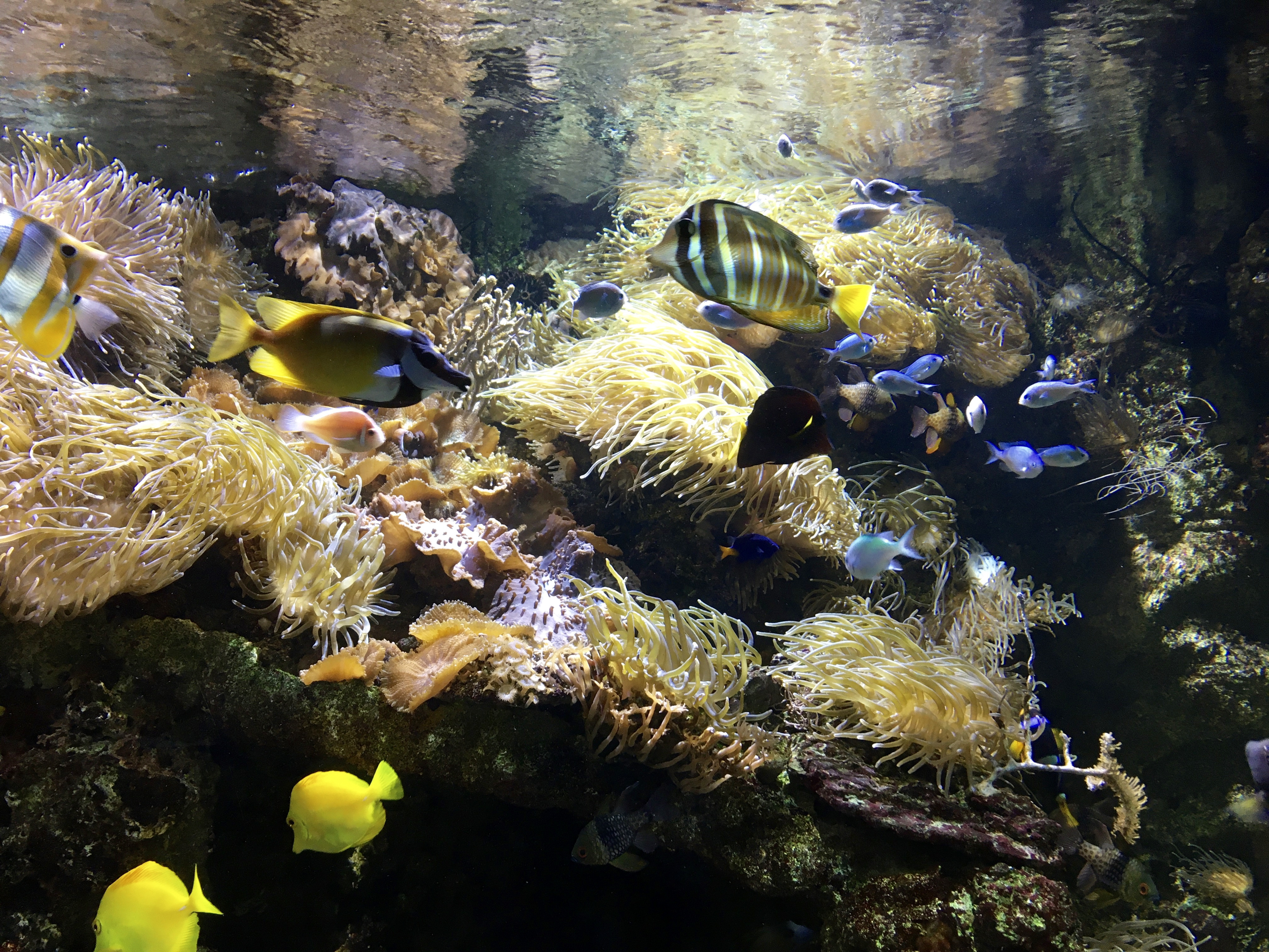 Fonds d'cran Animaux Vie marine - Poissons Srnit