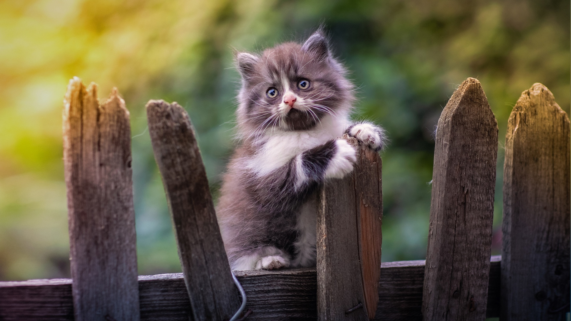 Wallpapers Animals Cats - Kittens 