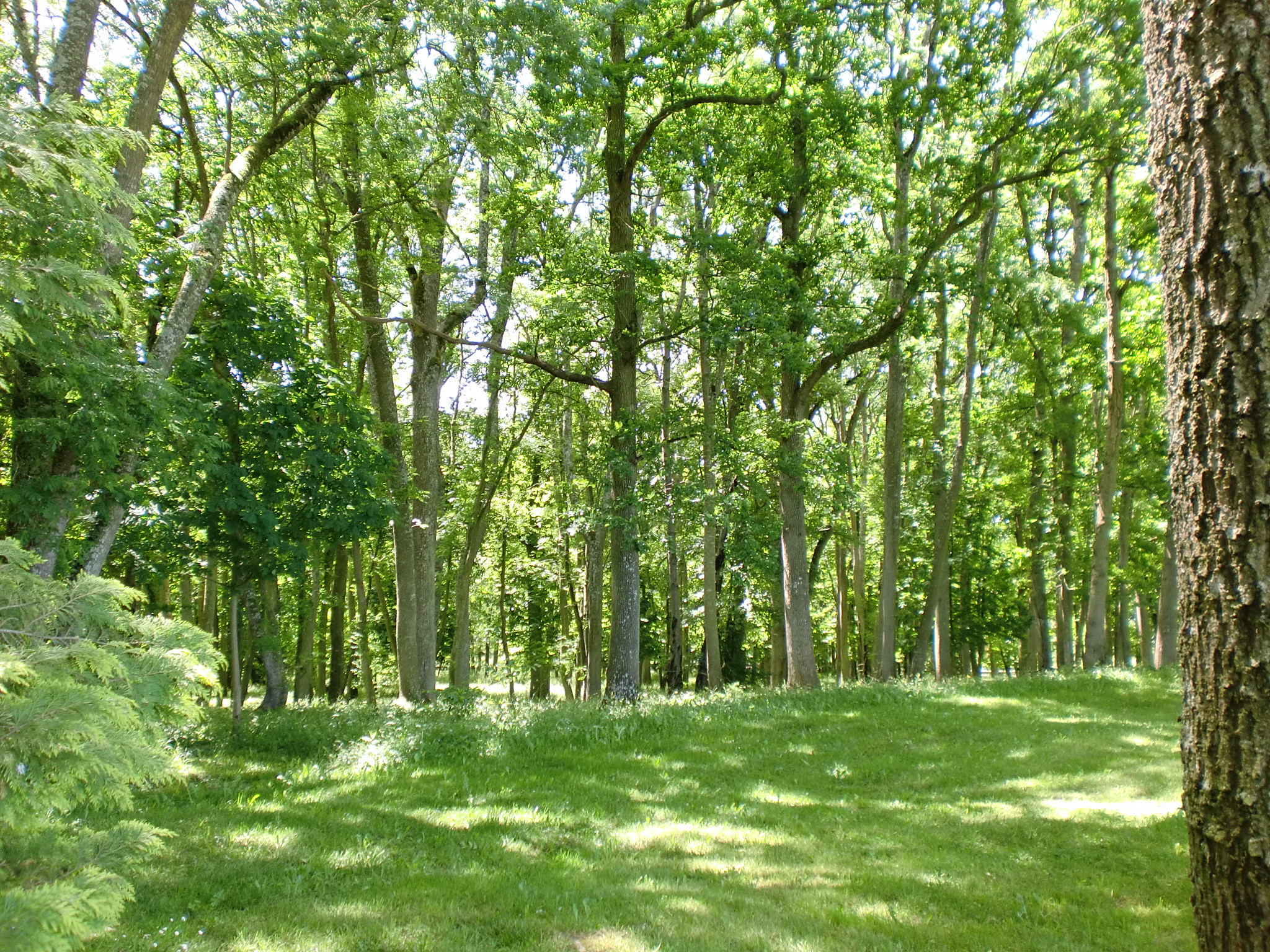 Fonds d'cran Nature Arbres - Forts Détente dans le sous-bois