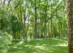  Nature Détente dans le sous-bois