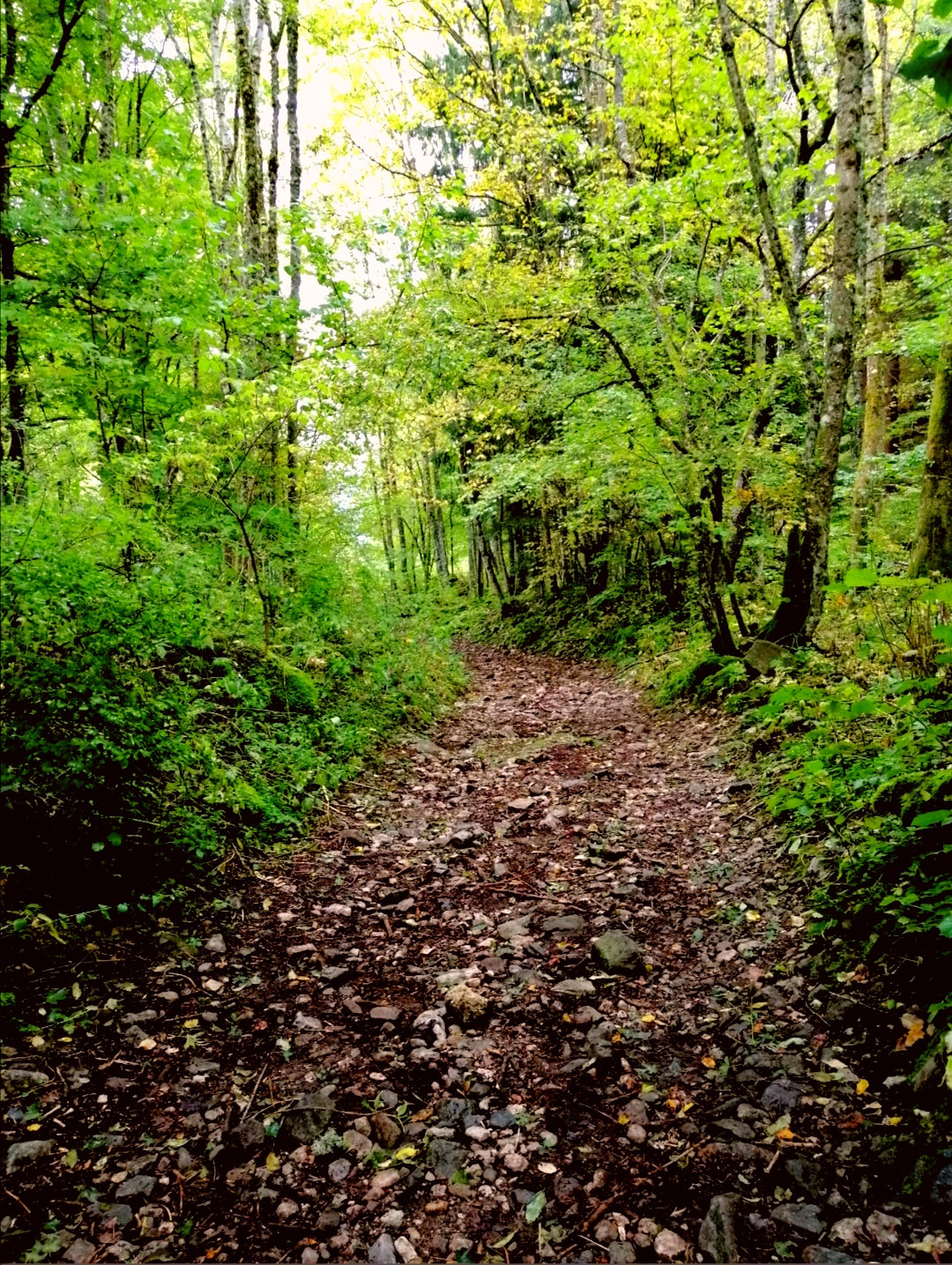 Fonds d'cran Nature Arbres - Forts Chemin de forêt