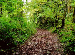  Nature Chemin de forêt