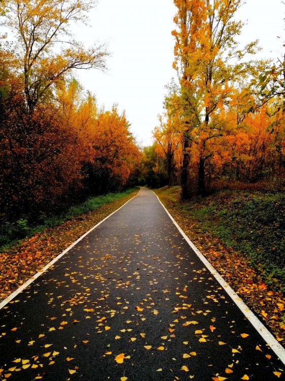 Fonds d'cran Nature Saisons - Automne Route d'automne