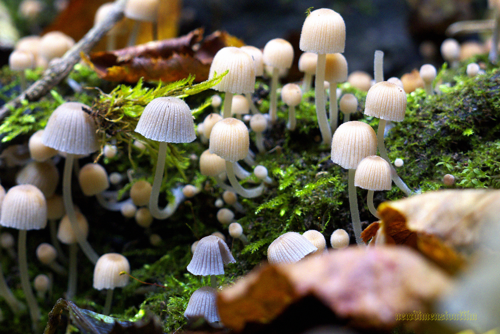 Fonds d'cran Nature Champignons Petits champignons sauvages.