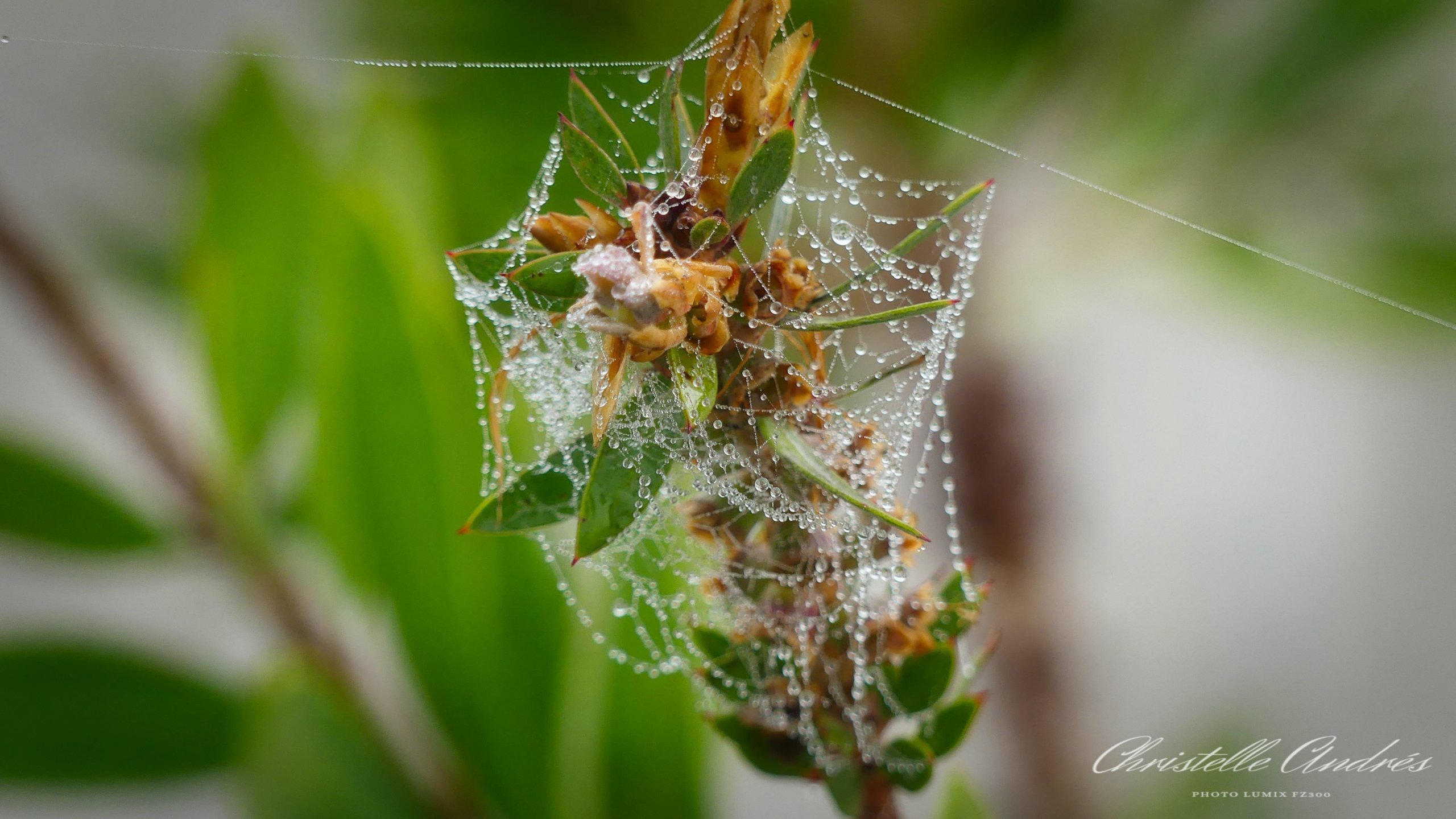 Wallpapers Nature Water - Drops 