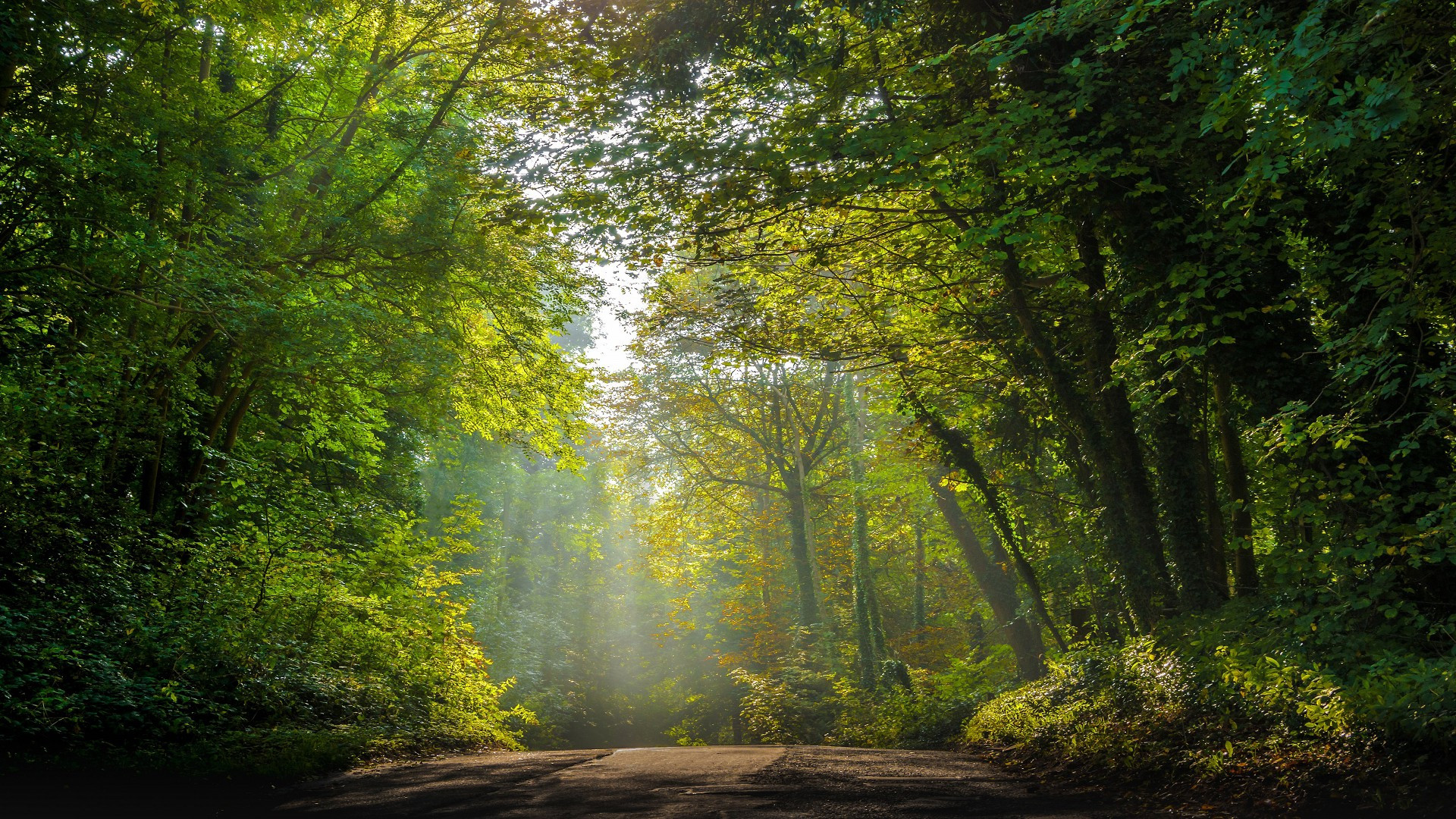 Fonds d'cran Nature Arbres - Forts 