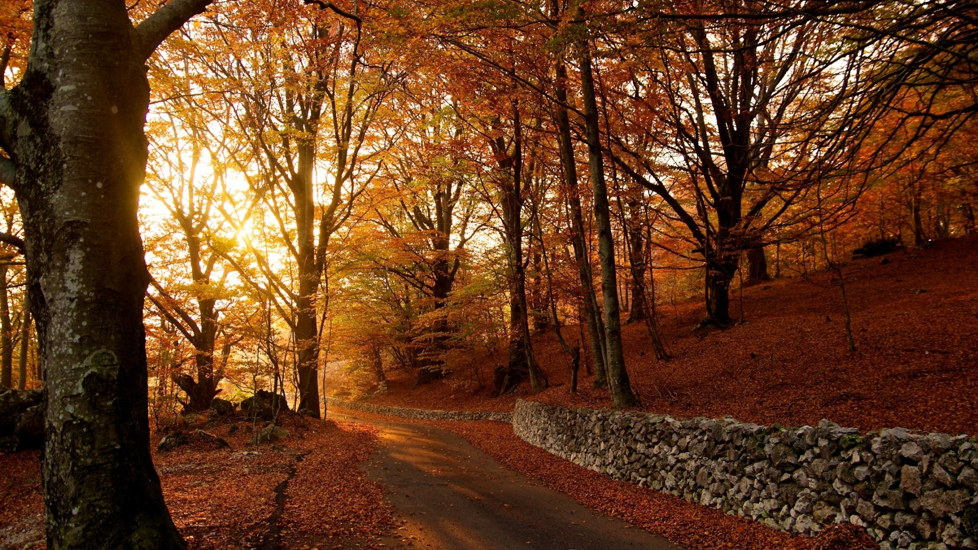 Fonds d'cran Nature Arbres - Forts 