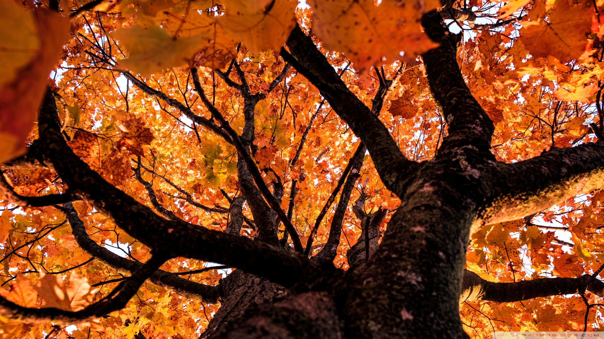 Fonds d'cran Nature Arbres - Forts 