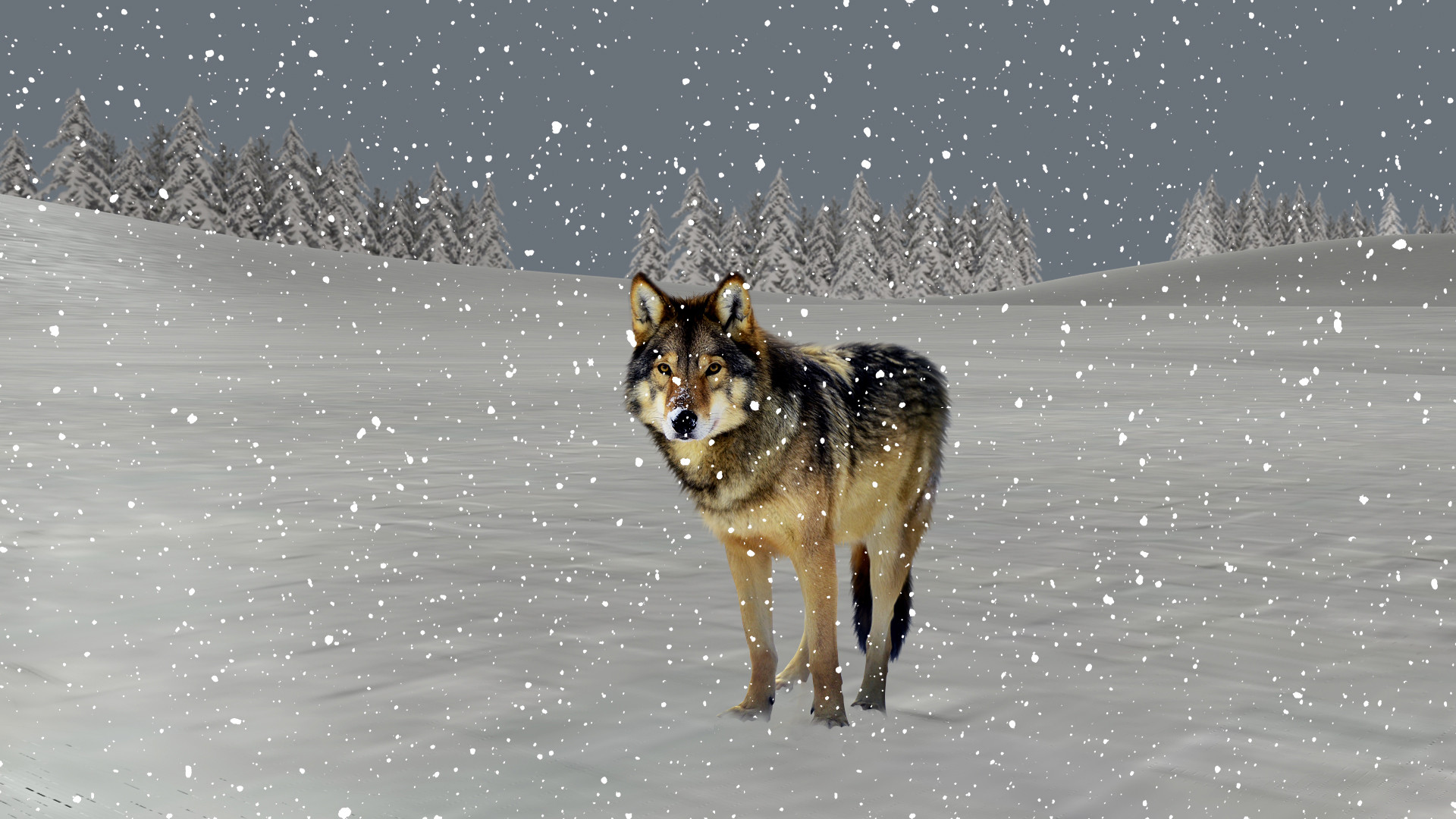 Wallpapers Digital Art Animals Un loup curieux...