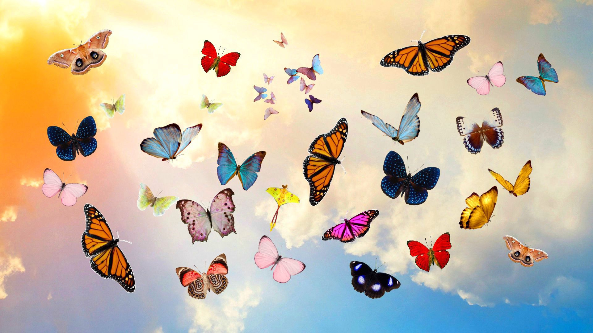 Wallpapers Digital Art Animals butterfly sky