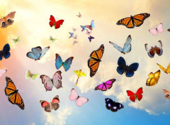  Digital Art butterfly sky