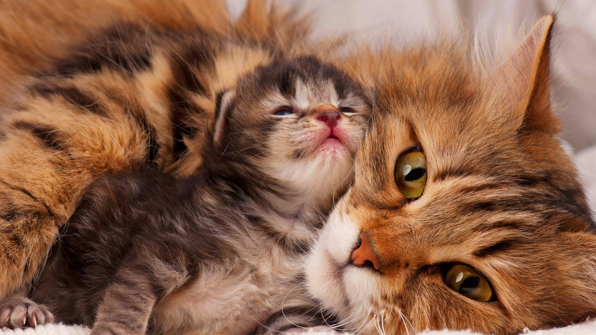 Wallpapers Animals Cats - Kittens 