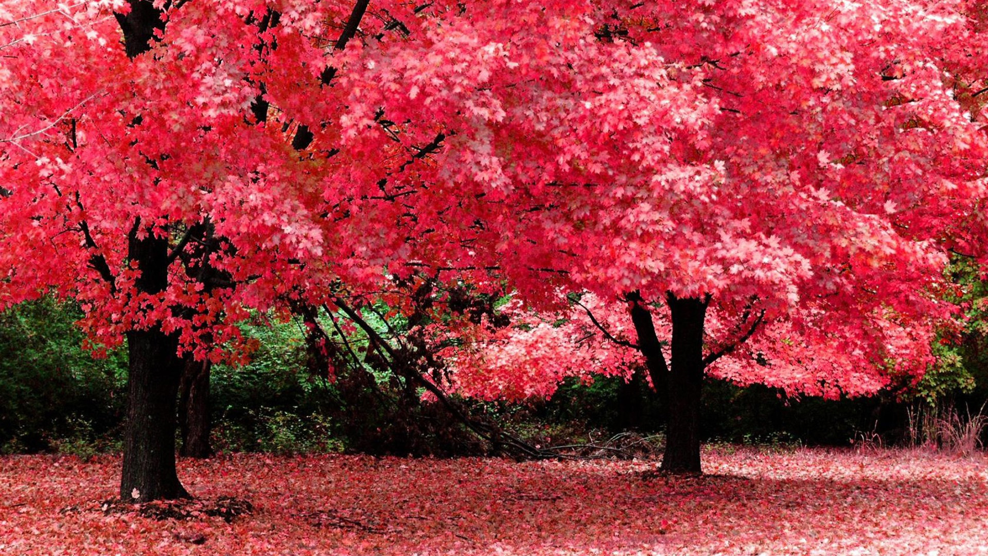 Fonds d'cran Nature Arbres - Forts 