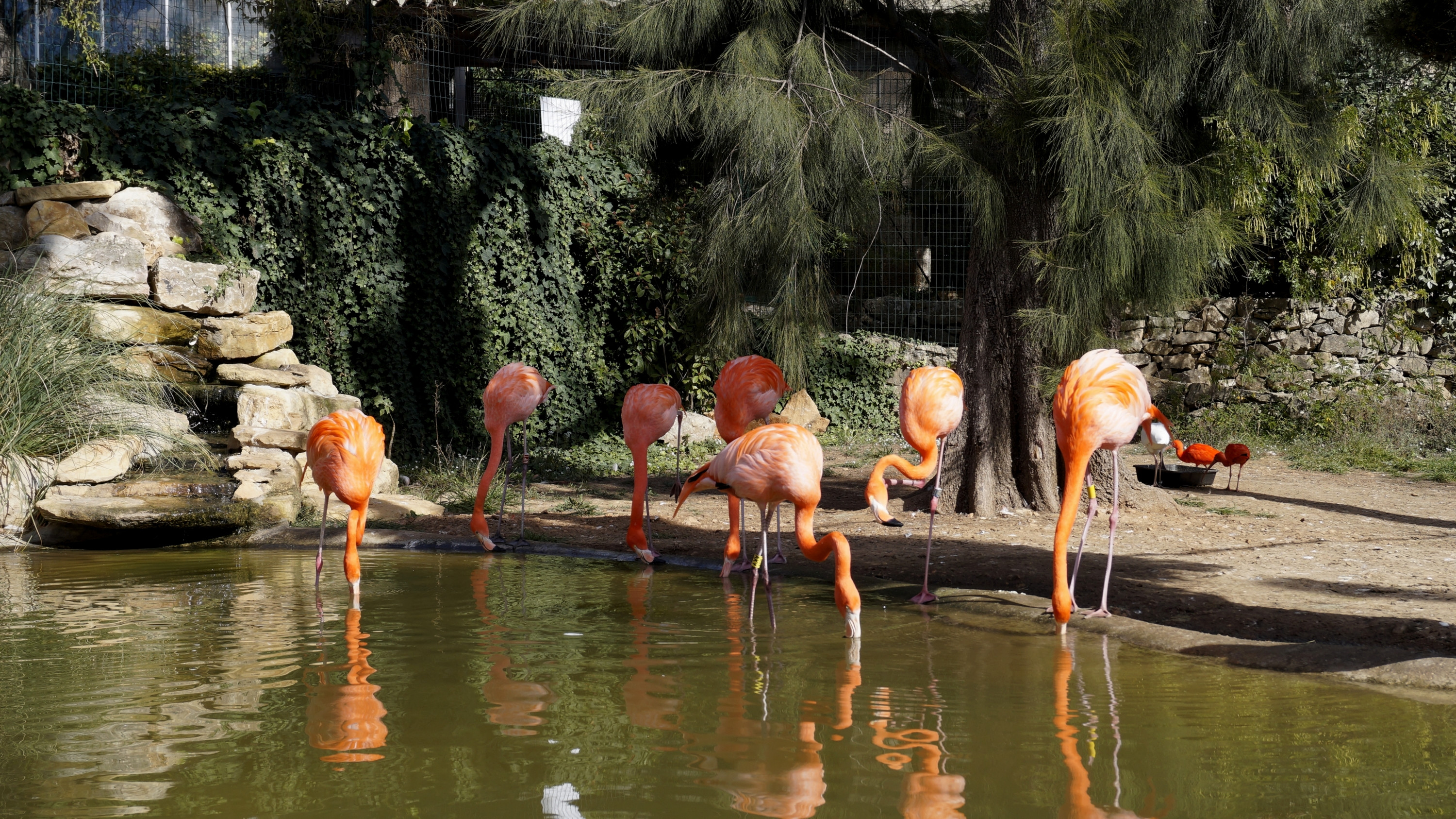 Fonds d'cran Animaux Oiseaux - Flamands roses 