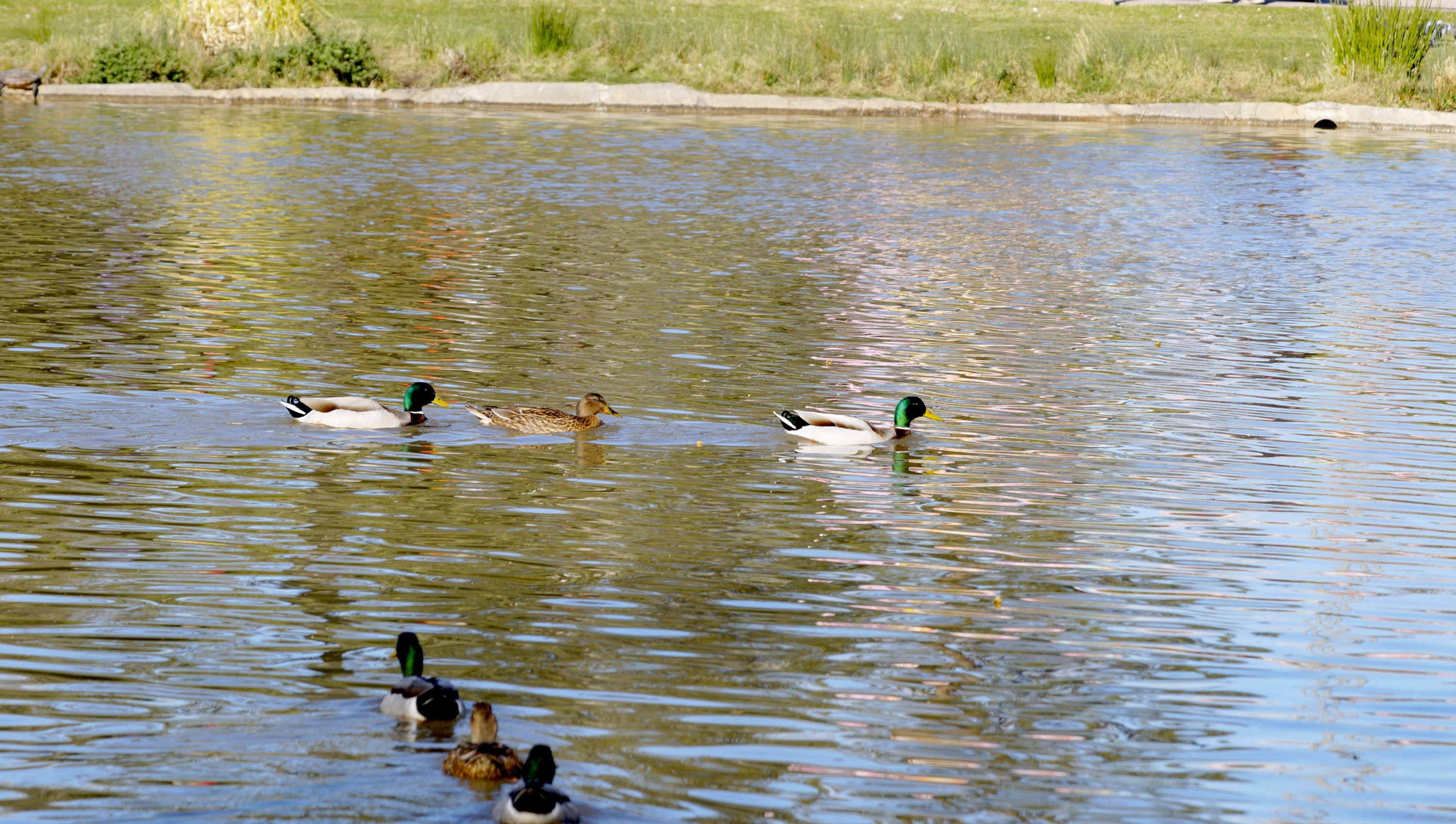 Wallpapers Animals Birds - Ducks 