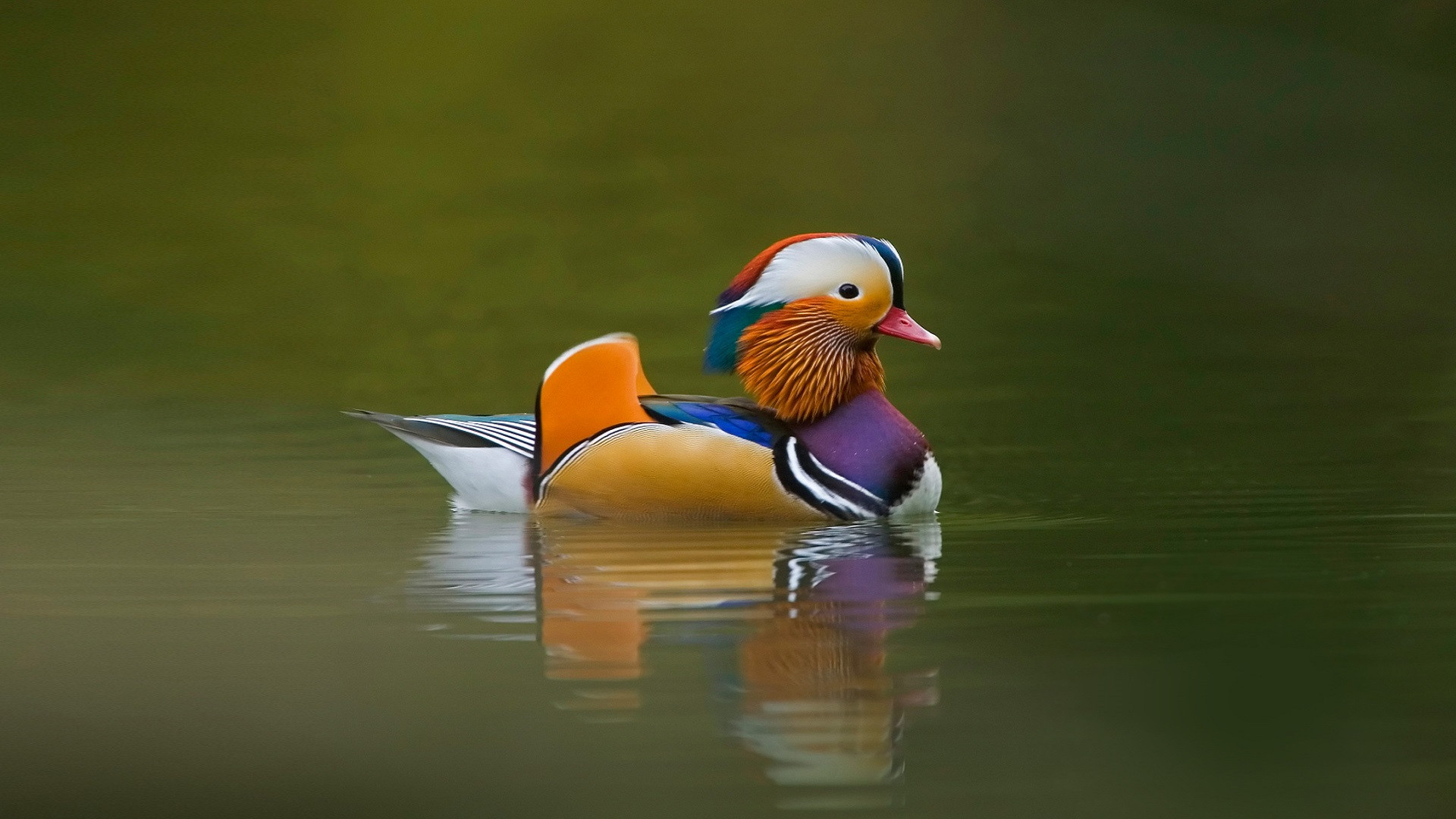 Wallpapers Animals Birds - Ducks Magnifique petit canard !