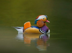  Animals Magnifique petit canard !