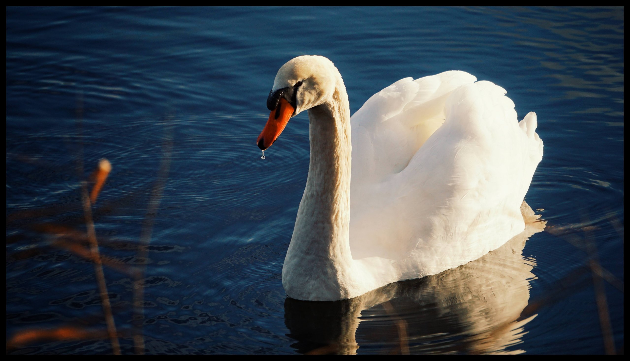 Fonds d'cran Animaux Oiseaux - Cygnes 