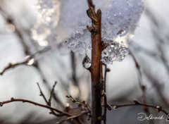  Nature Nature winter