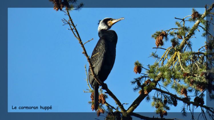 Wallpapers Animals Birds - Cormorants Le cormoran hupp