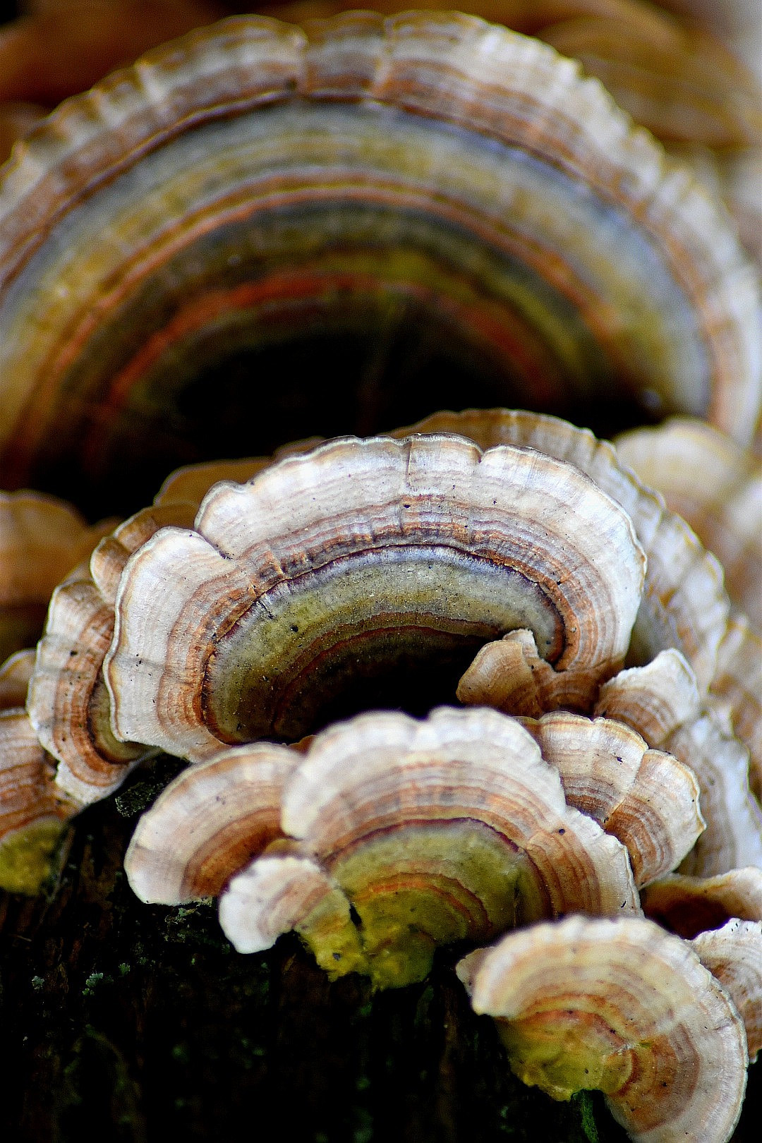 Wallpapers Nature Mushrooms 