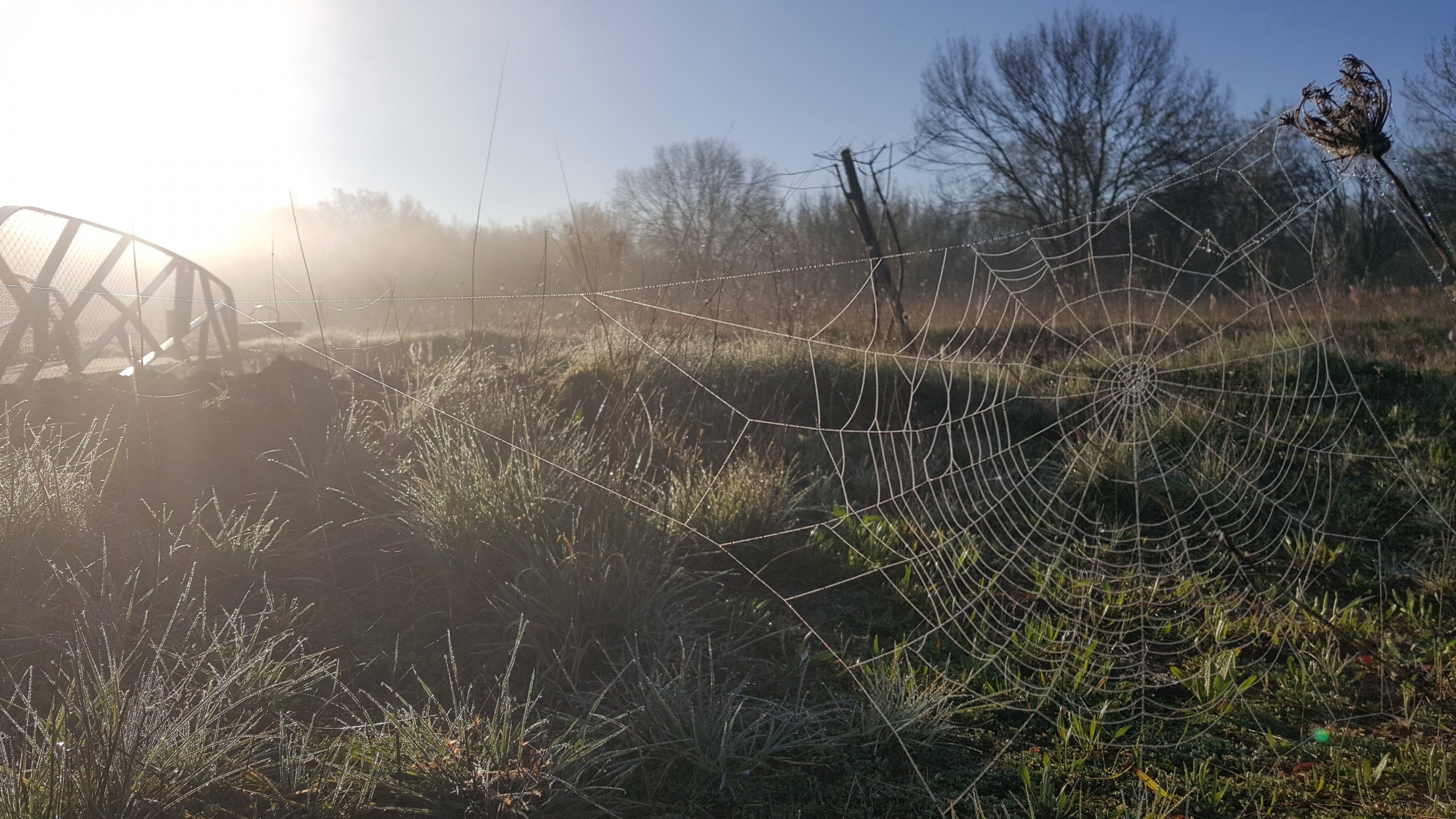 Wallpapers Nature Campaign toile dans la brume