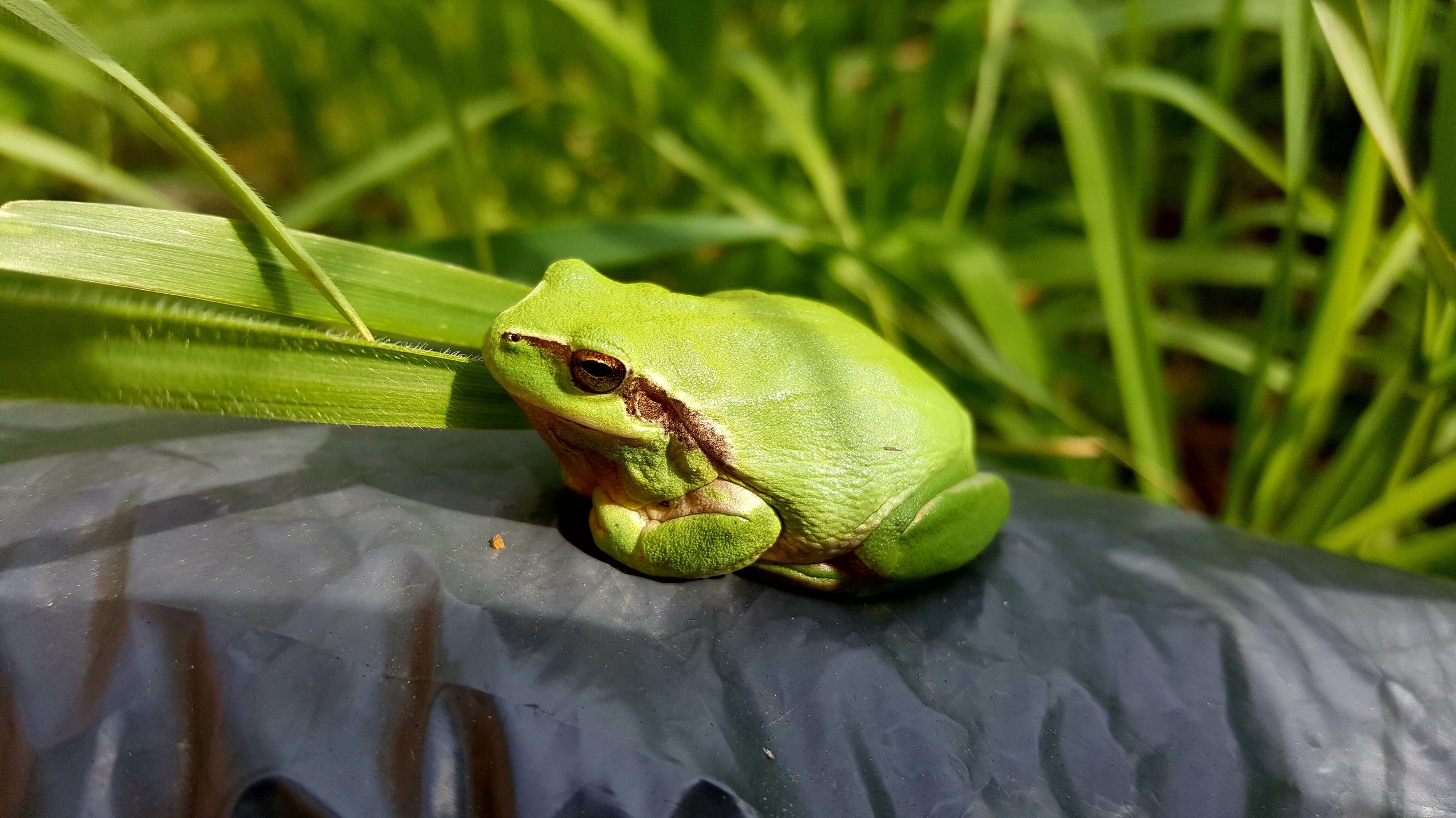 Fonds d'cran Animaux Grenouilles - Crapauds Belle Grenouille