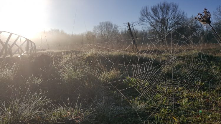 Fonds d'cran Nature Campagne toile dans la brume