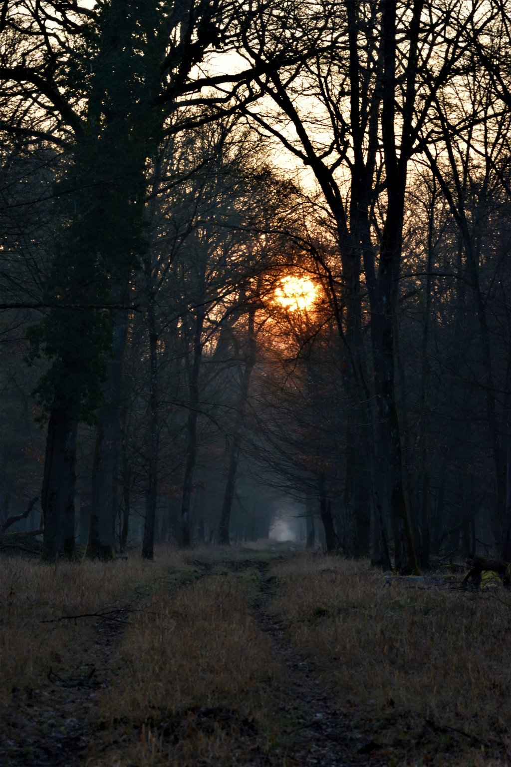 Fonds d'cran Nature Arbres - Forts 